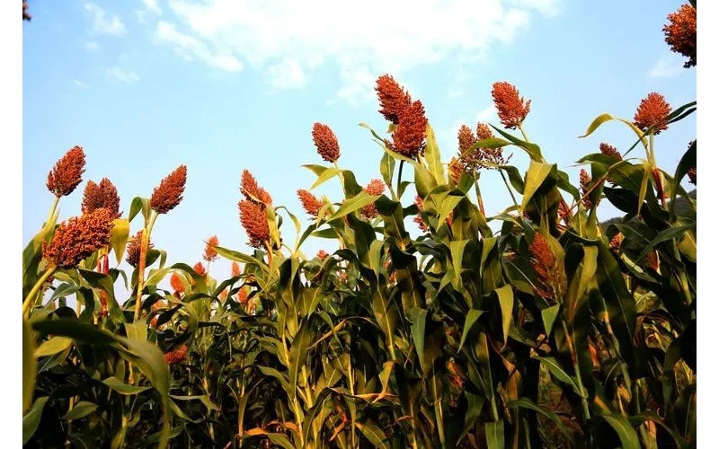 白酒之源：探秘高粱在酿酒中的关键作用